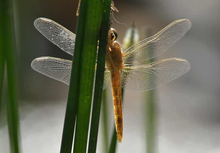 Crocothemis erythraea